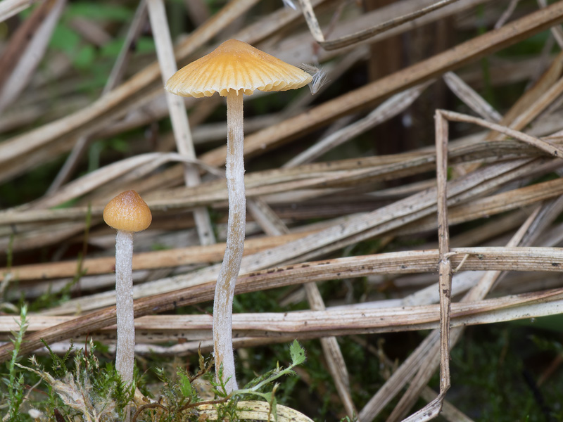 Galerina clavata